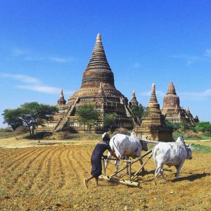 daily life of local from bagan